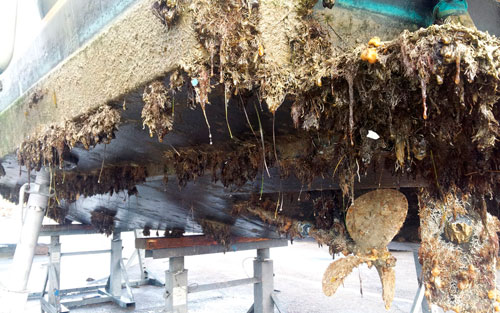 Bioincrustação em fundo de barco